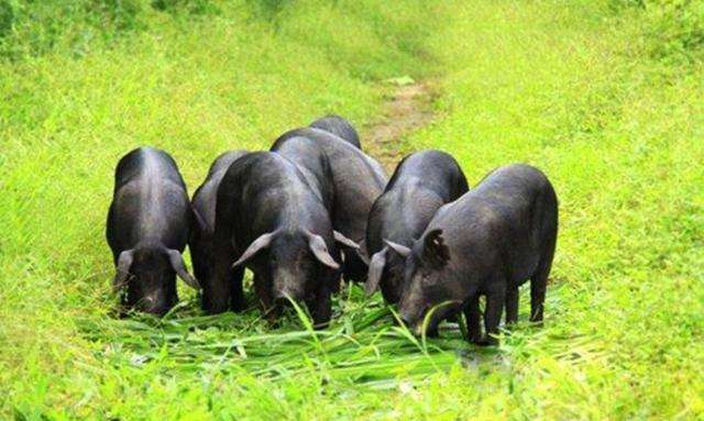 生态猪养殖要求及模式