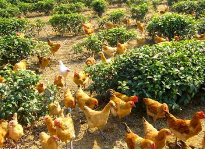 土鸡养殖的四季管理技术