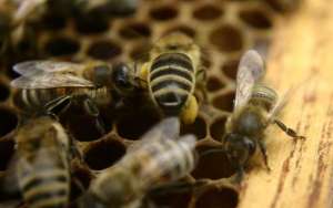 蜜蜂王国有哪些神奇的奥秘？_库百科养蜂养殖