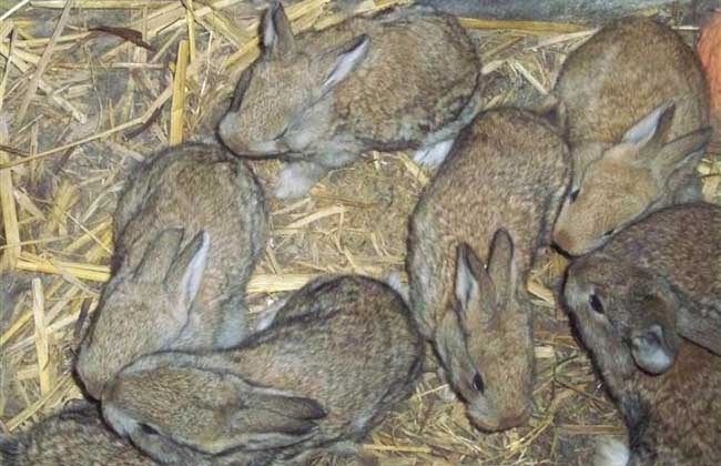 野兔养殖场地如何在冬季防寒保暖