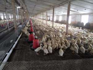 如何降低肉鸭养殖成本_库百科养鸭