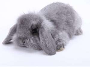灰色长毛兔图片_库百科兔子养殖