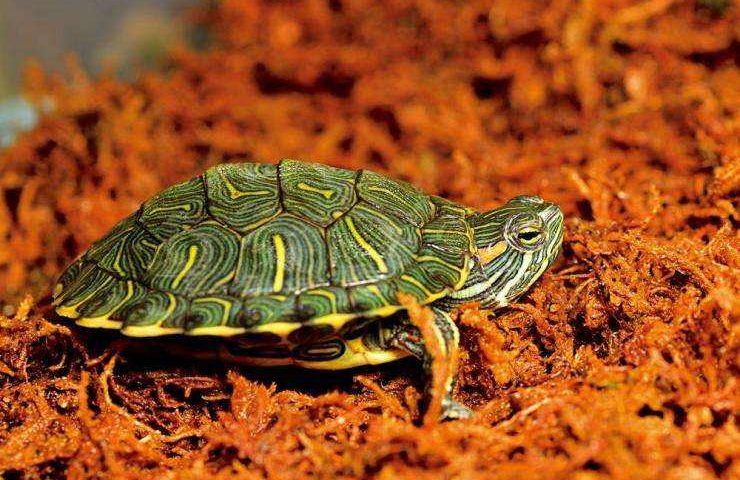 巴西龟如何进行大规模的人工饲养
