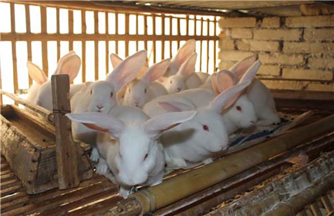 兔子养殖成本分析 养兔前景不错
