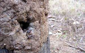 如何收捕树洞中的野生蜜蜂？_库百科养蜂养殖