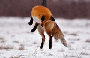 宠物狐狸有哪些种类_库百科狐狸养殖