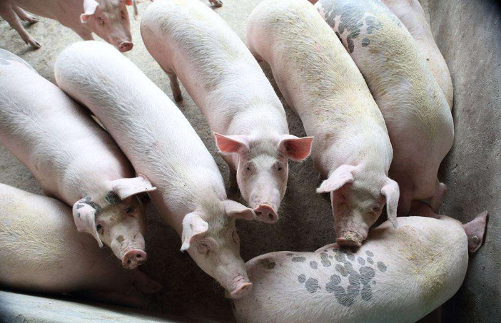 养猪场专门针对母猪的饲养管理秘诀