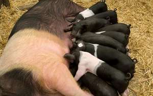 五个方法让母猪多产仔_库百科母猪养殖_库百科养猪