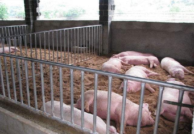 养猪大棚到底应该怎么盖？
