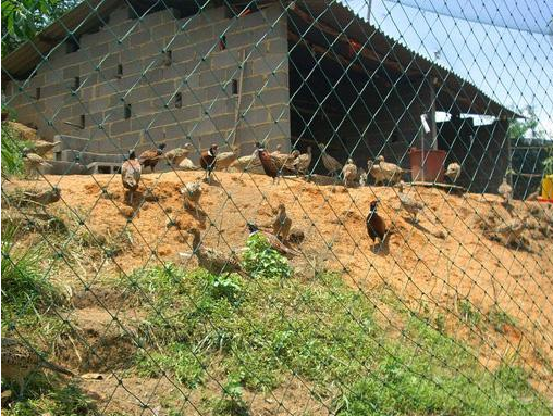 山鸡养殖场设计与建设的建议