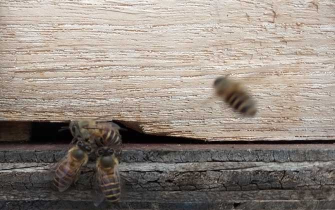 中蜂夏季快速繁殖技术
