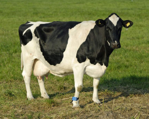 奶牛标准化养殖场建设与管理标准