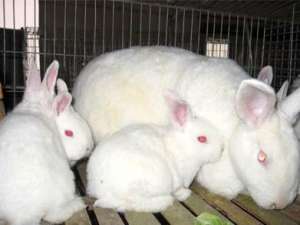 肉兔品种及出肉率介绍_库百科兔子养殖