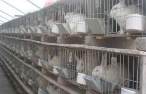 养殖肉兔的市场前景_库百科兔子养殖