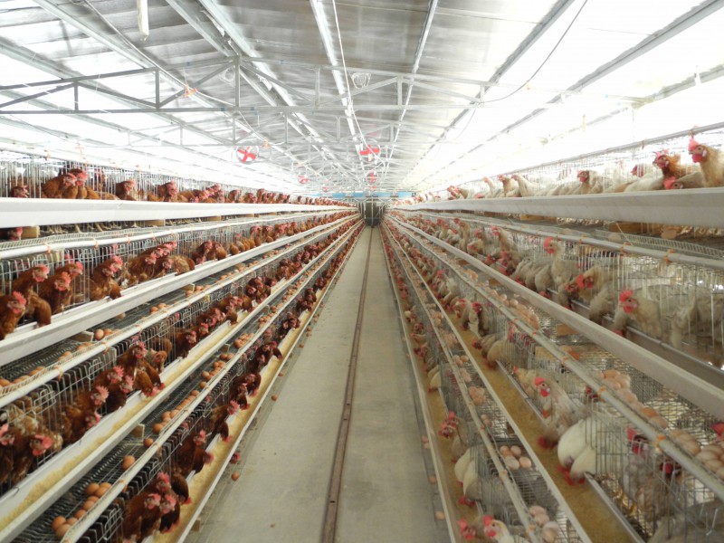 蛋鸡的养殖技术和鸡病防治