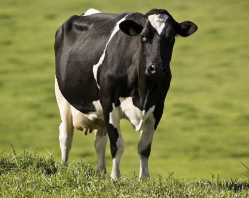 奶牛标准化养殖场建设与管理标准