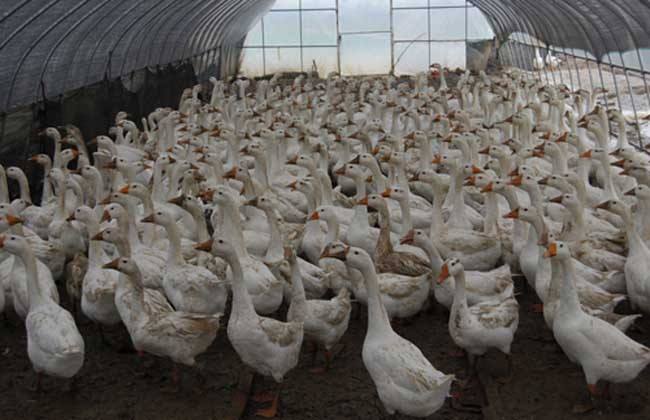 大鹅养殖技术要领：鹅饲养中各个生产阶段注意事项
