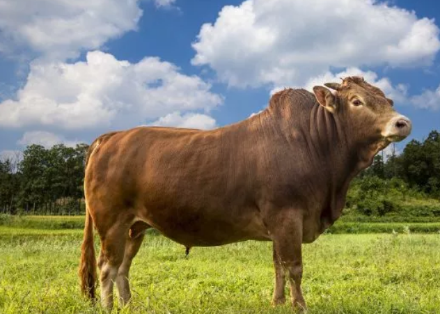 肉牛育肥技术的三大要点
