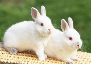 冬季养好兔子的六个技巧_库百科兔子养殖