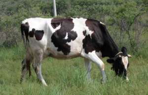 奶牛配种不孕怎么治疗_库百科养牛