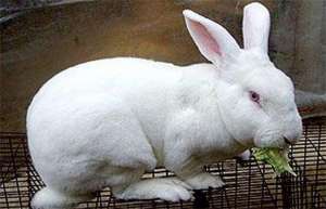 肉兔的养殖前景如何_库百科兔子养殖