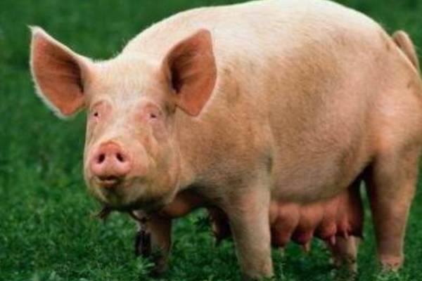 母猪养猪：妊娠母猪的饲养管理技术