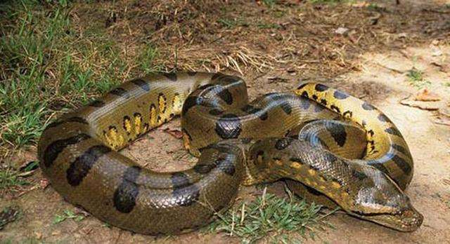 蟒蛇是胎生还是卵生？