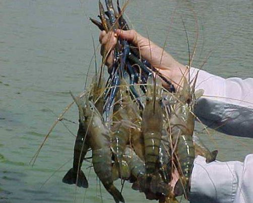淡水罗氏虾养殖条件