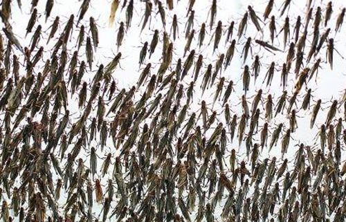 养殖蚂蚱准备和管理技术