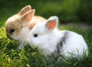 母兔配种哺乳饲养技术_库百科兔子养殖