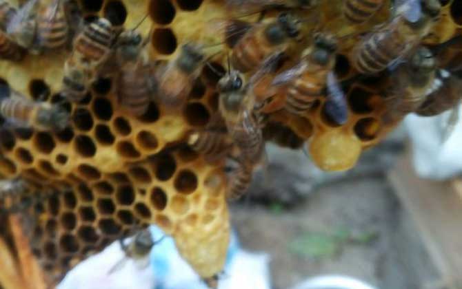 怎样让蜜蜂自己起王台？