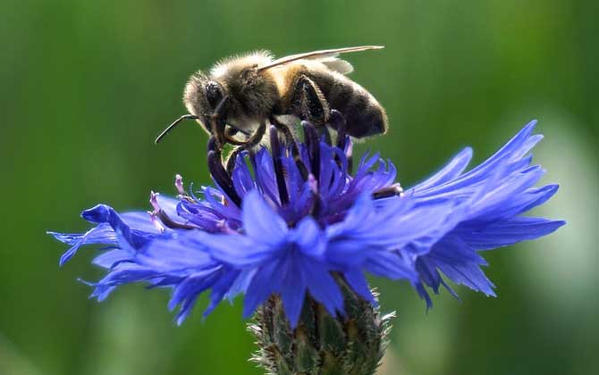 蜜蜂的特点和生活特征？