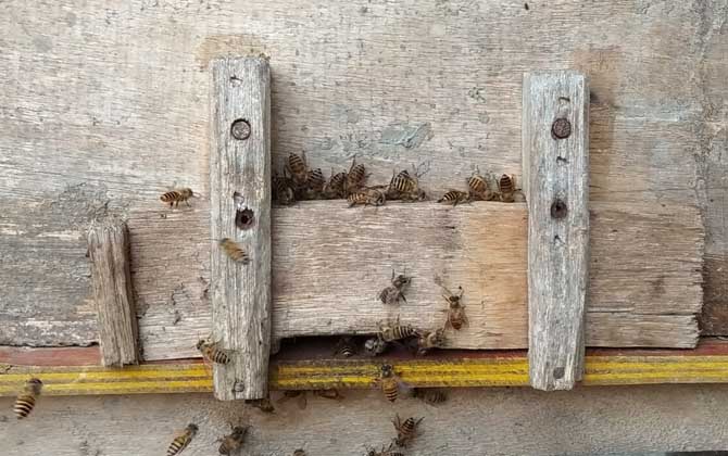 蜜蜂养殖成本和利润怎么计算？
