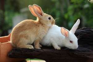 兔子怀孕的症状是什么？_库百科兔子养殖