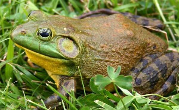 牛蛙常见疾病的病症与防治