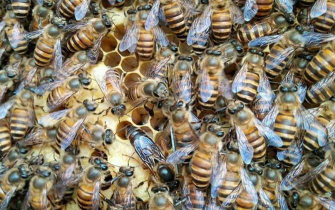 蜜蜂养殖要哪些条件？
