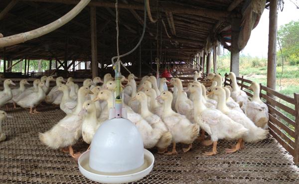 标准肉鸭养殖大棚如何搭建