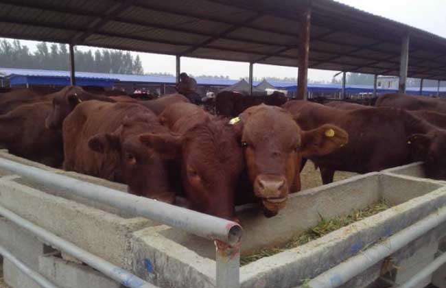 肉牛养殖基地怎么建设