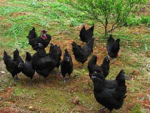 土鸡和圈养鸡的区别_库百科土鸡养殖