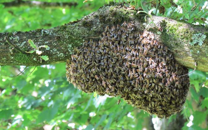 结团的蜜蜂怎么找到蜂王？