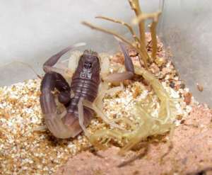 养蝎子喂什么 解析蝎子的饲养技巧_库百科蝎子养殖