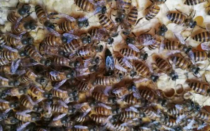 有哪些能维持大群的中蜂品种？