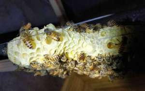 蜜蜂鸡蛋群还能养活吗？_库百科养蜂养殖