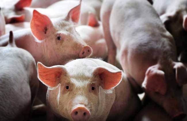 2019年科学养猪的成本和利润