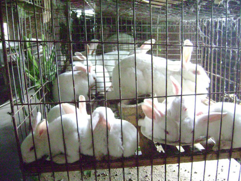 宠物兔养殖技术