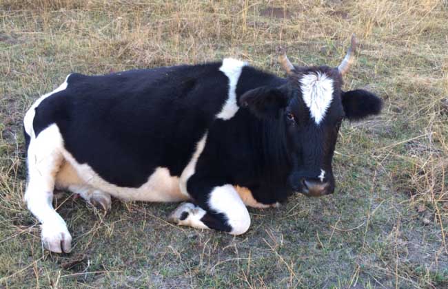 奶牛热应激症状和防治措施