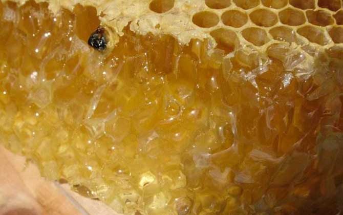 蜂巢蜜的功效与作用及食用方法