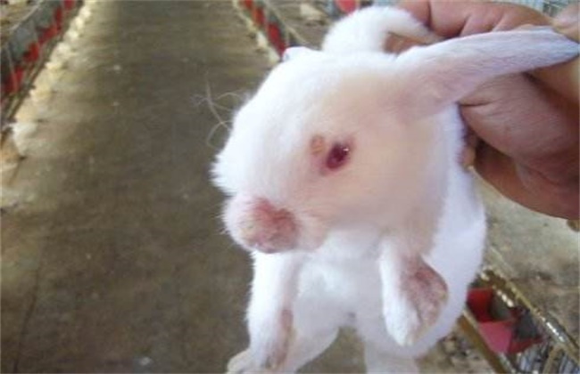 白兔养殖的常见疾病