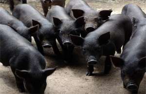 如何养好黑猪-黑猪的日常管理_库百科生猪养殖_库百科养猪