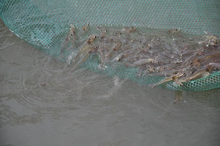 基围虾养殖成本和利润